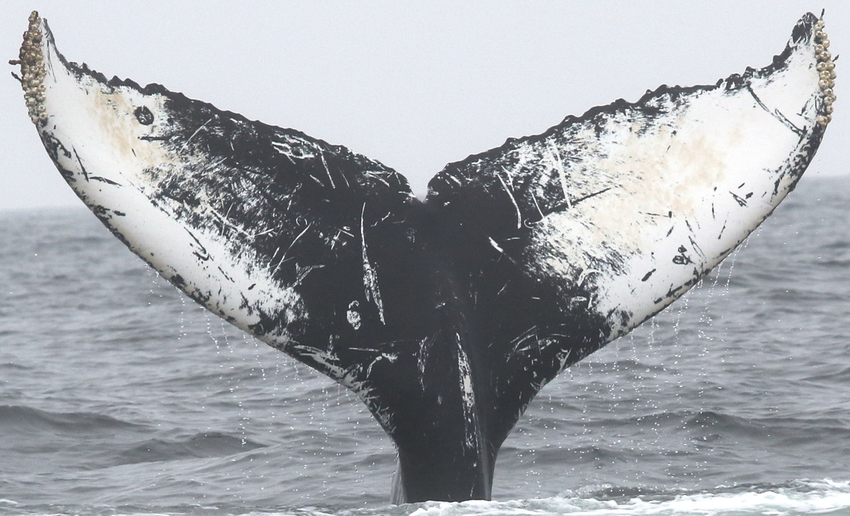 Fluke of Domino (Nicaragua)