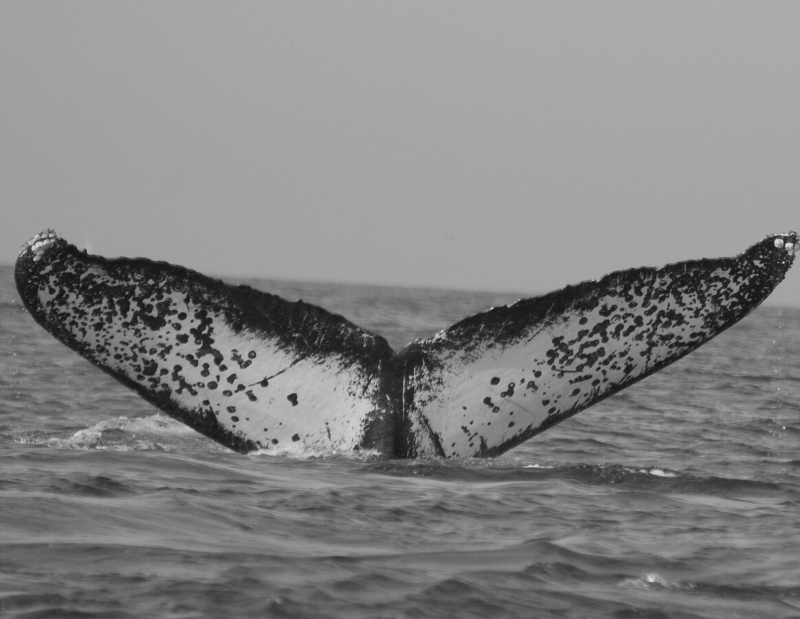 Fluke of CRC-10832