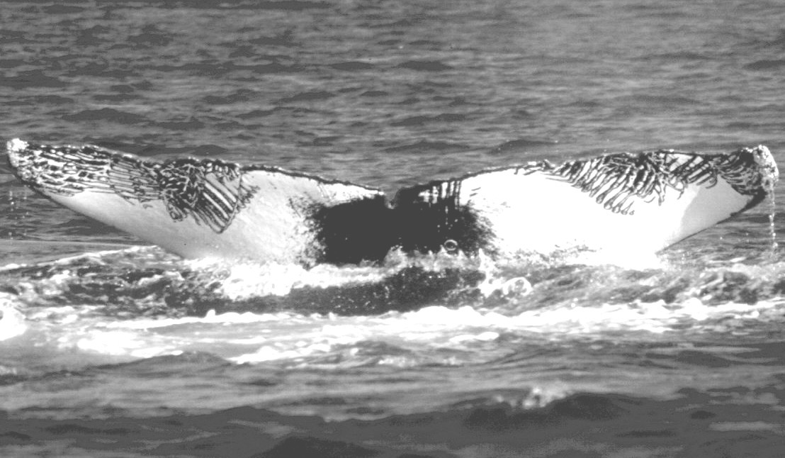 Fluke of CRC-10508