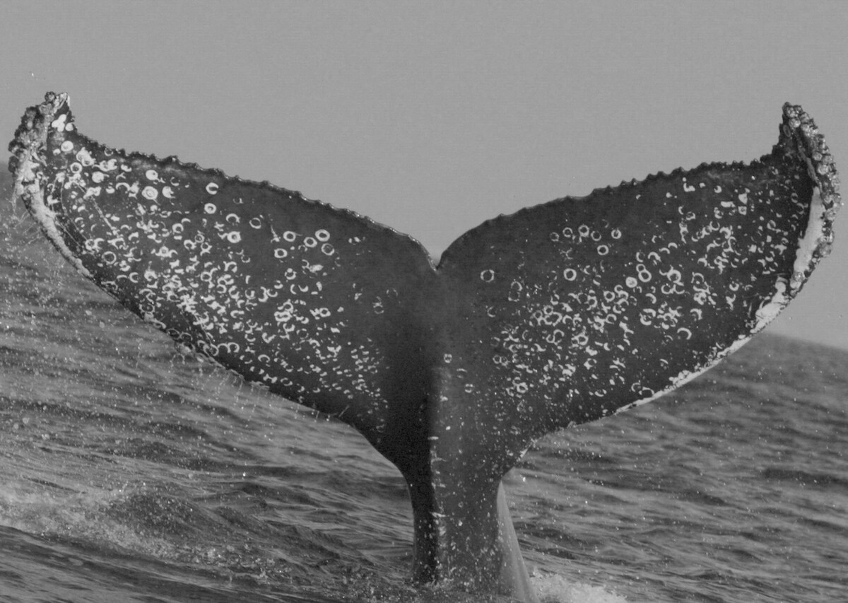 Fluke of CRC-12549