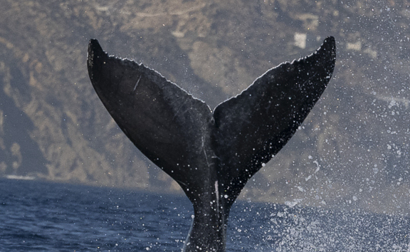 Fluke of 2024-2025 calf of FIBB-5BB508