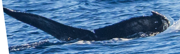 Fluke of 2024-2025 calf of PWF-NP_1198