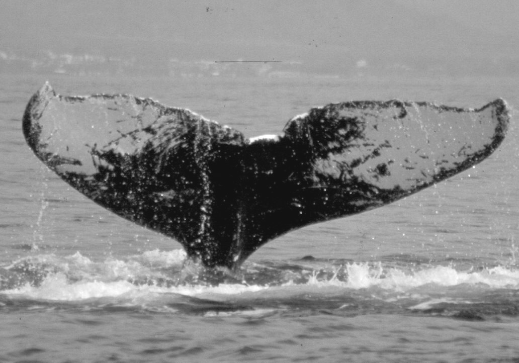 Fluke of CRC-13617