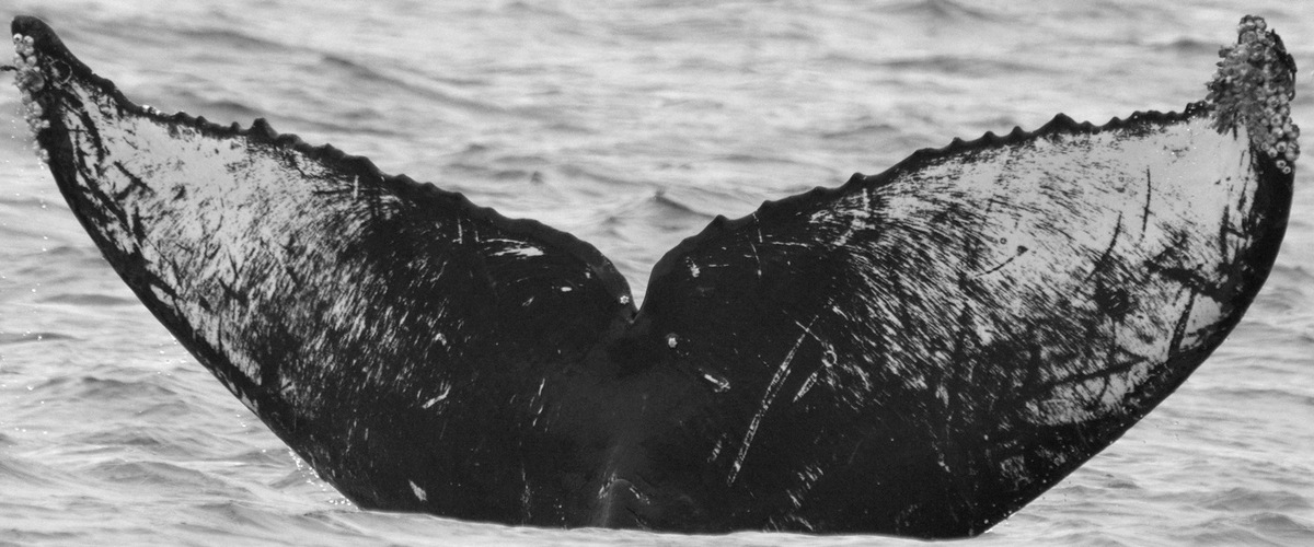 Fluke of CRC-11408