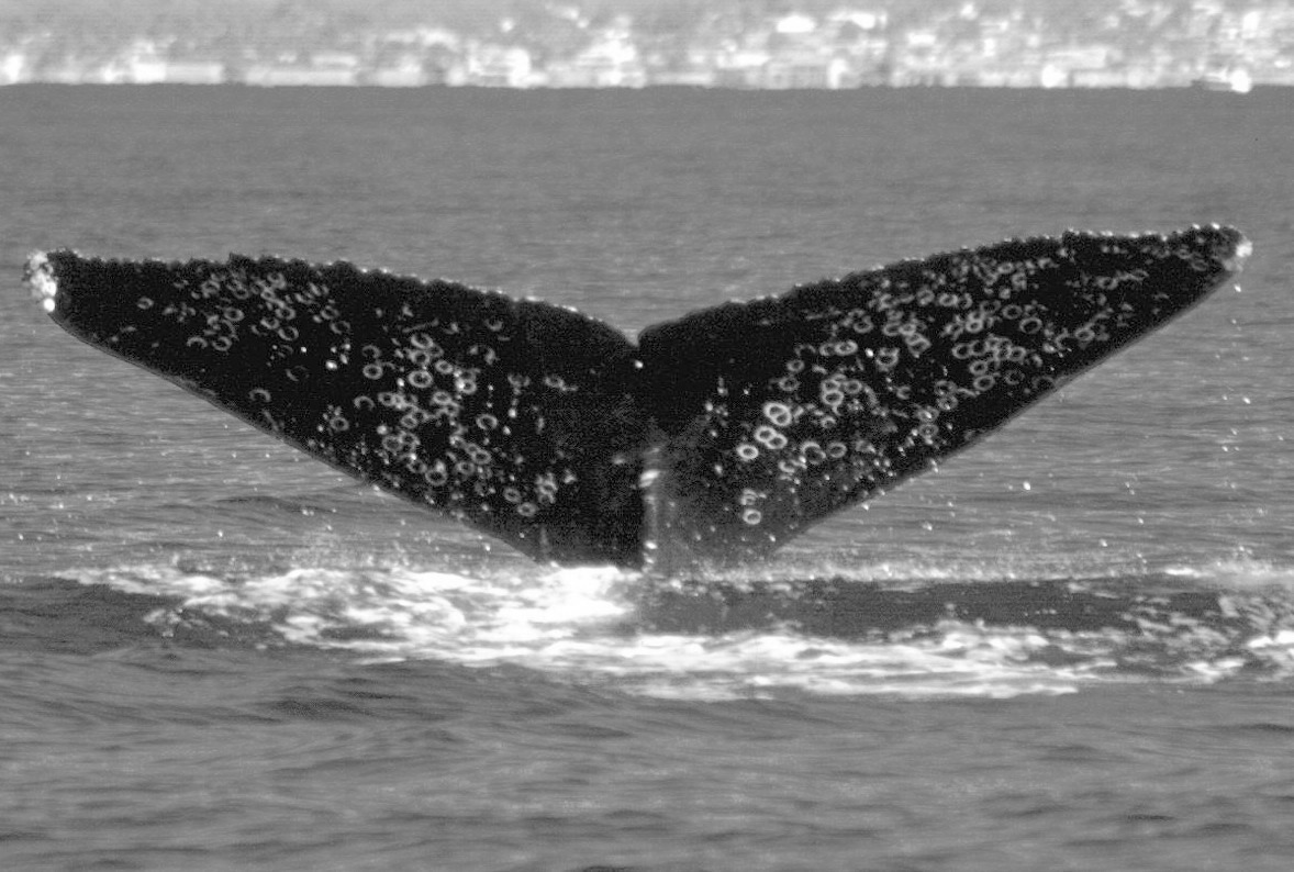Fluke of Thousand Dots (BC)