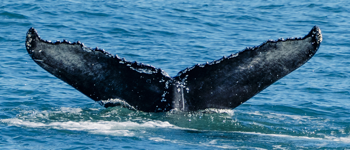 Fluke of CRC-23072