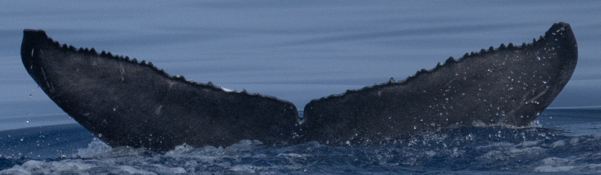 Fluke of 2024-2025 calf of HW-MN0442340