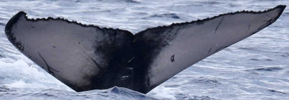 Fluke of 2024-2025 calf of HW-MN0441639