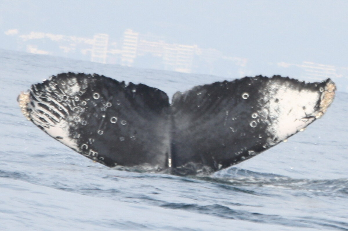 Fluke of CRC-15710