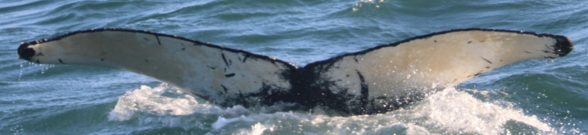 Fluke of HW-MN0104089