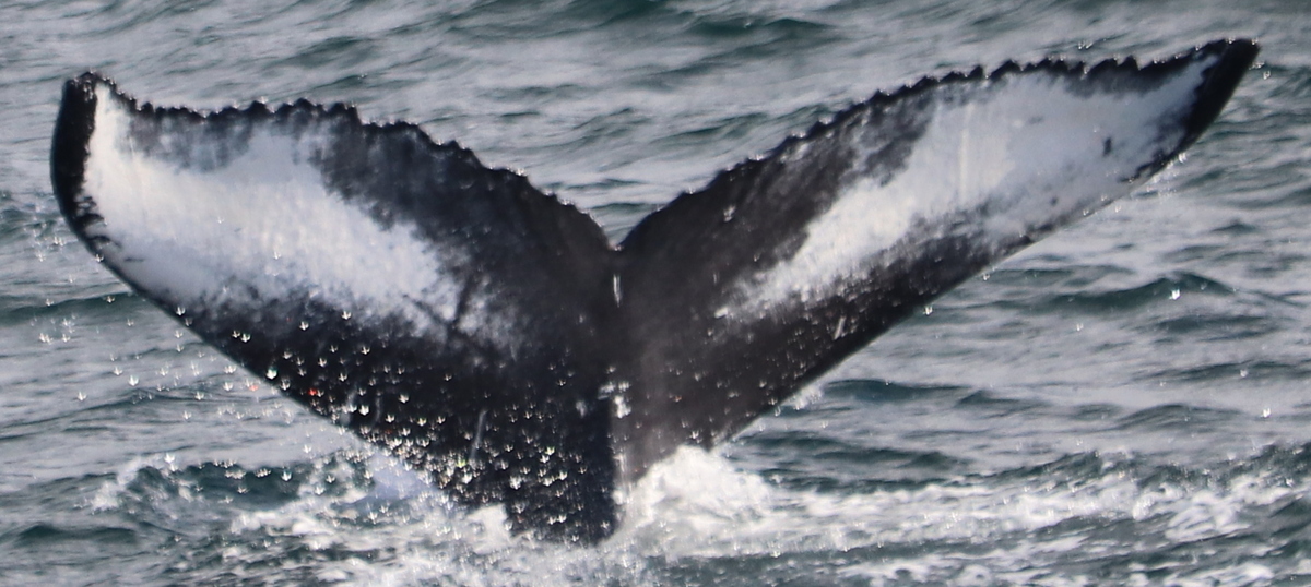 Fluke of HW-MN0104091