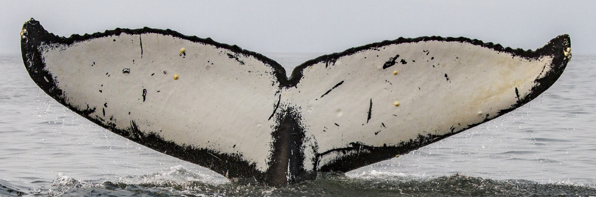 Fluke of Summit (Salish Sea)
