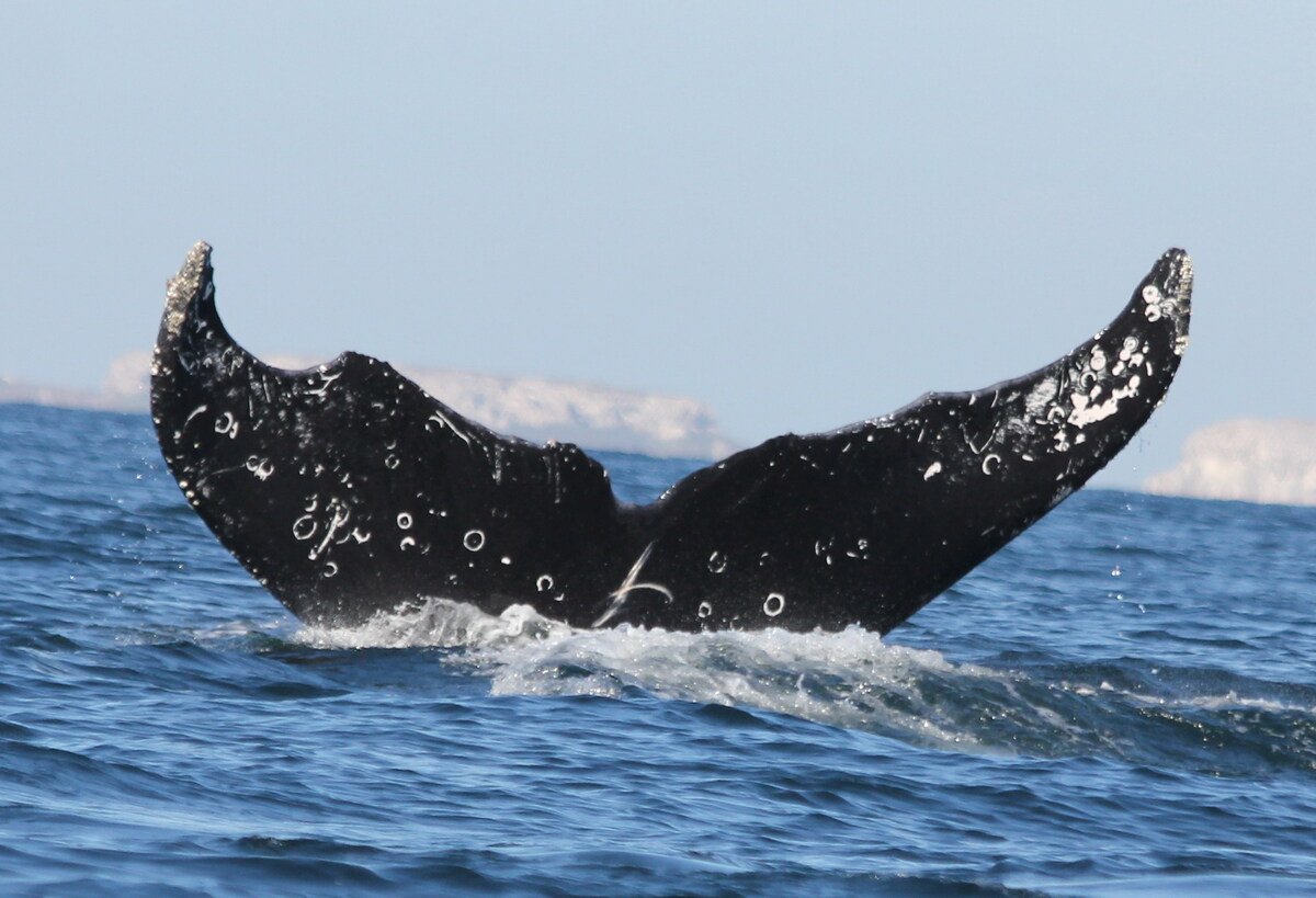 Fluke of CRC-13626