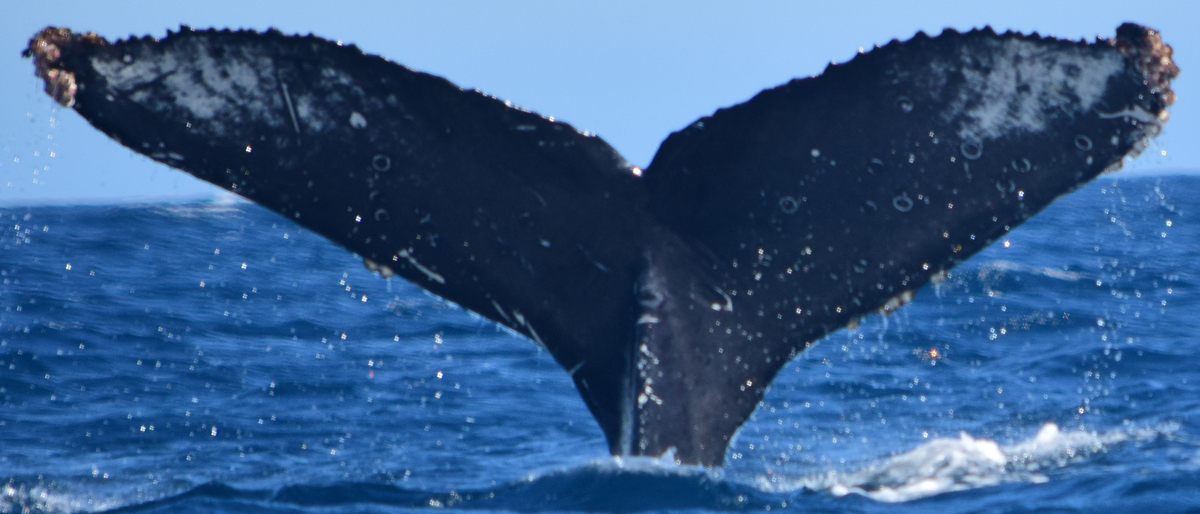 Fluke of CRC-15489