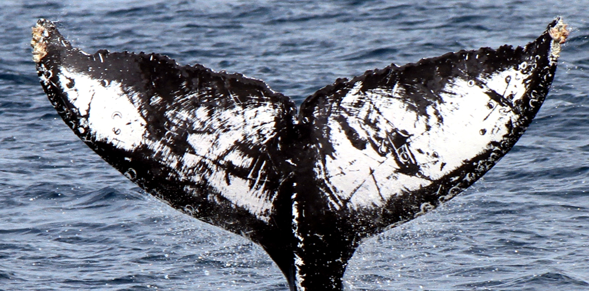 Fluke of CRC-16274