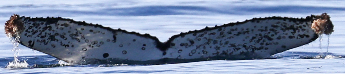 Fluke of HW-MN0524424