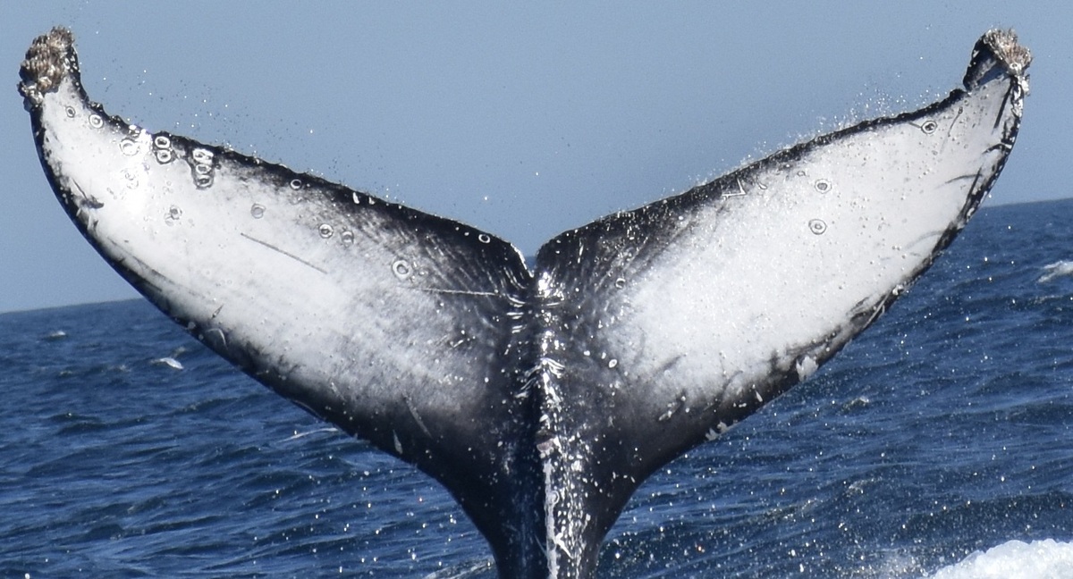 Fluke of CRC-23070