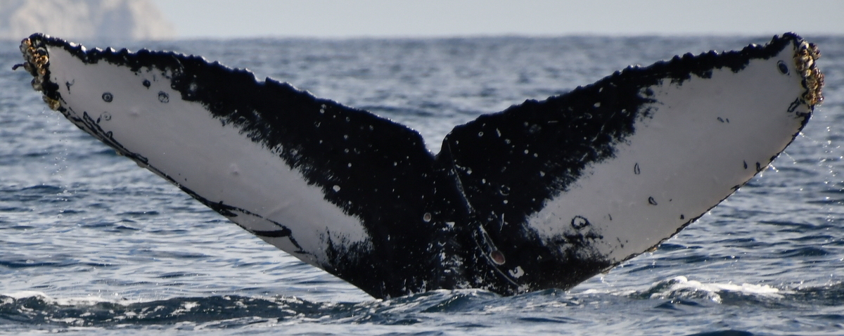 Fluke of HW-MN0524432