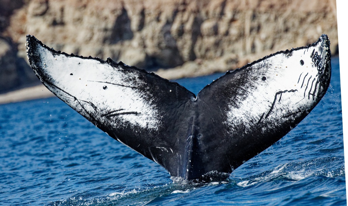 Fluke of HW-MN0524435