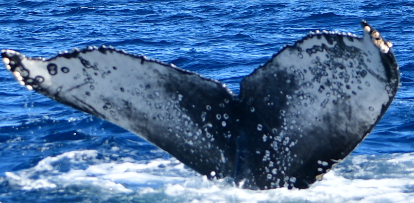 Fluke of HW-MN0524436