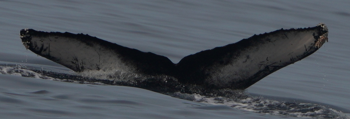 Fluke of HW-MN0524441