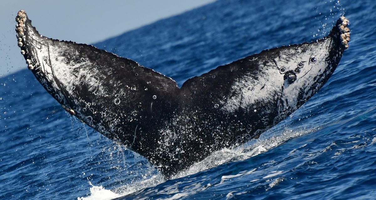 Fluke of HW-MN0524445