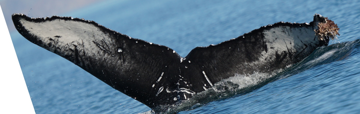 Fluke of HW-MN0524448