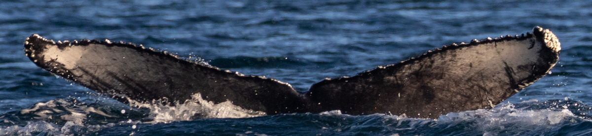 Fluke of HW-MN0524451