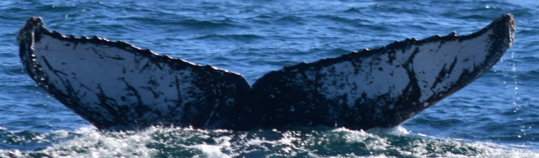 Fluke of CRC-13705