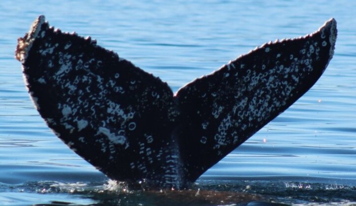 Fluke of HW-MN0524464
