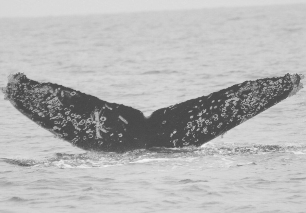 Fluke of CRC-12531