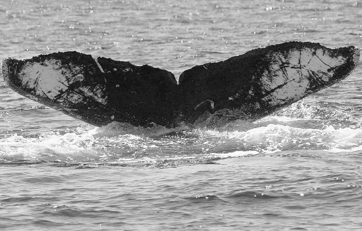 Fluke of CRC-12455