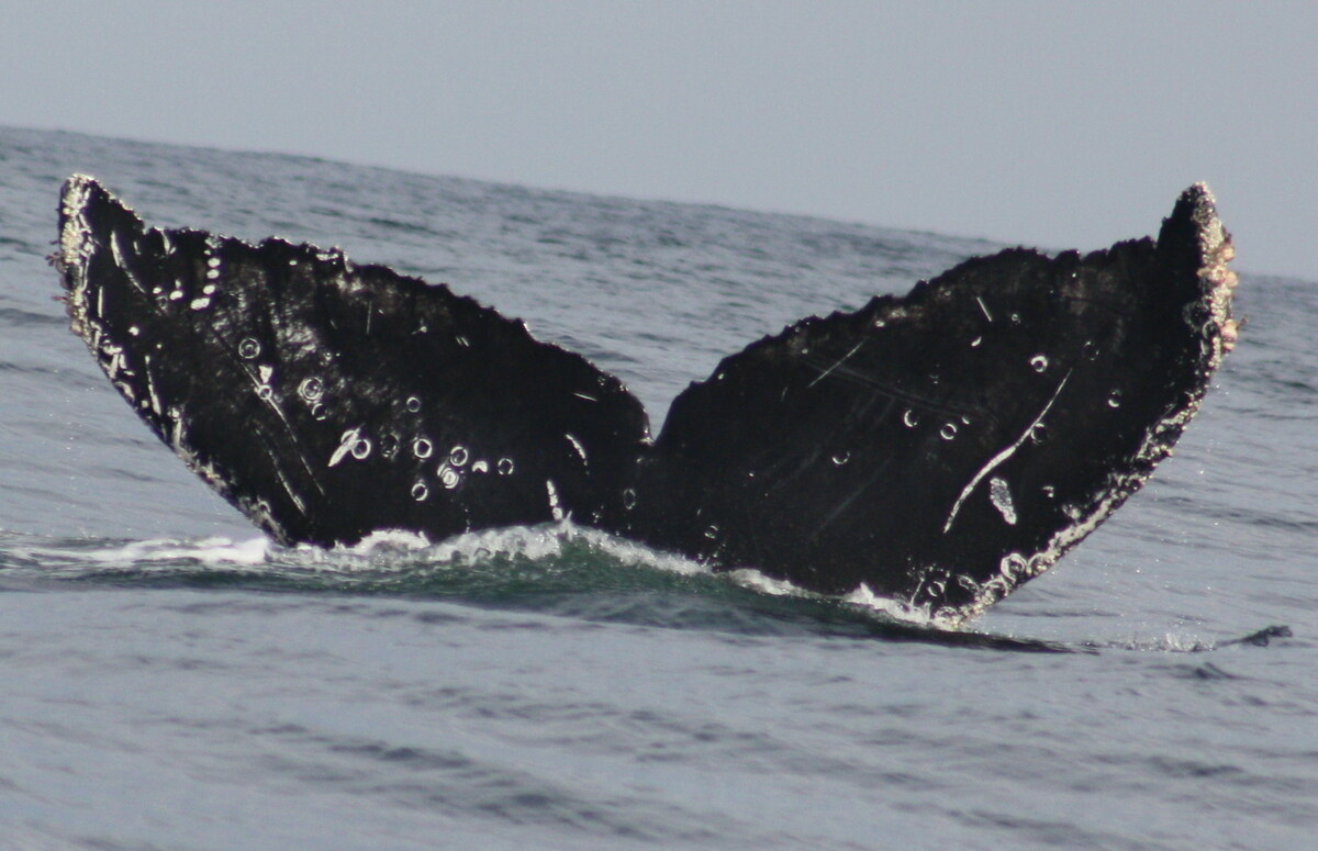Fluke of CRC-12465