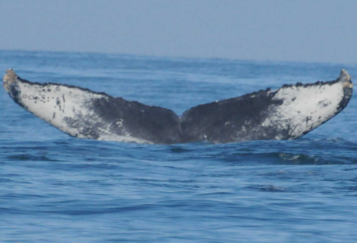 Fluke of CRC-13544