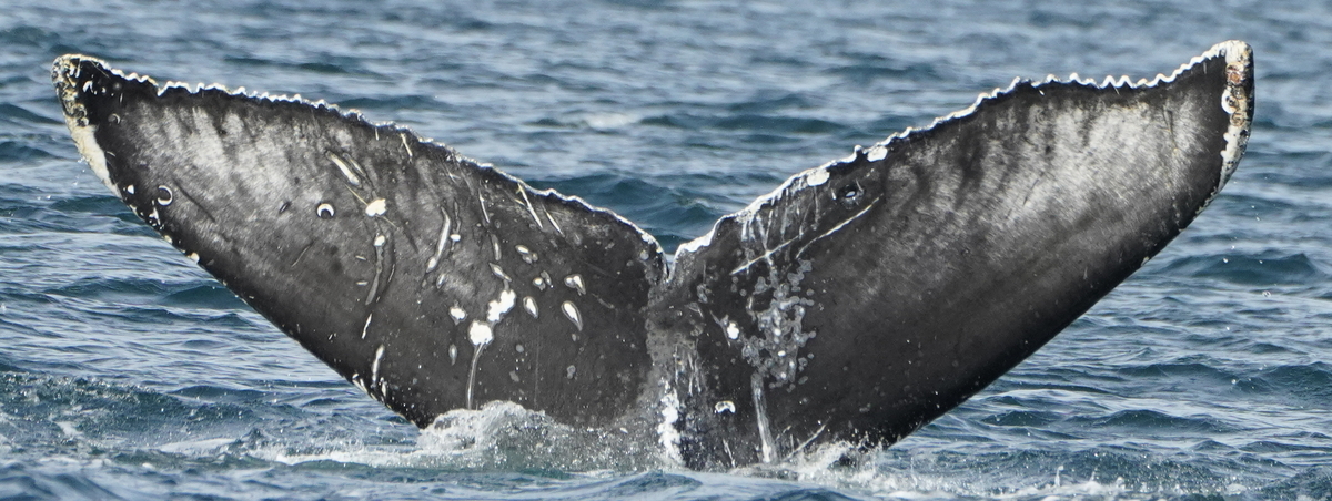 Fluke of BCC0050