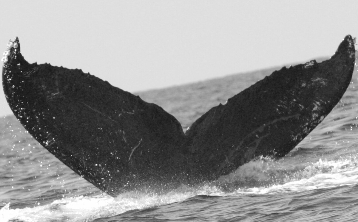 Fluke of CRC-14067