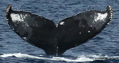 Fluke of Smudge (Salish Sea)