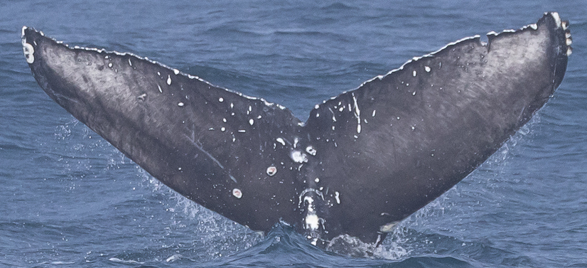 Fluke of CRC-23334