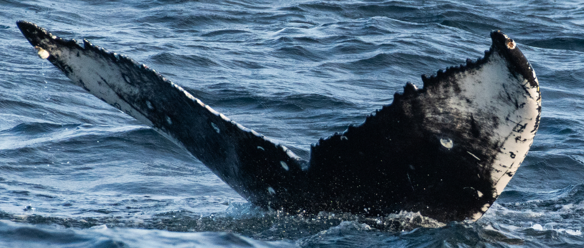 Fluke of HW-MN0503699