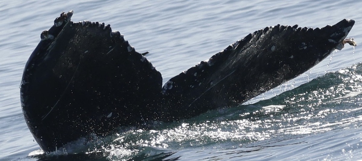Fluke of CRC-23336