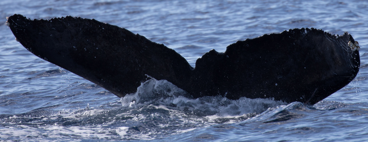 Fluke of HW-MN0445044