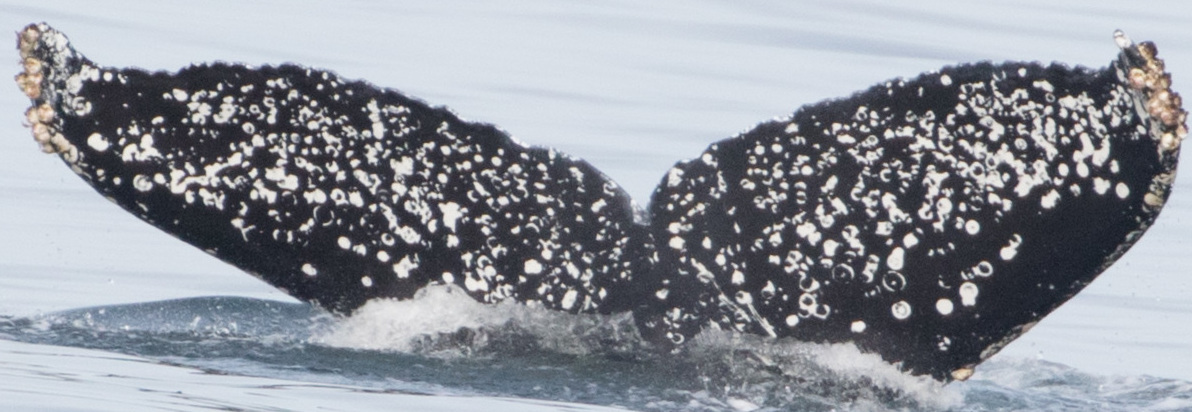 Fluke of CRC-17755