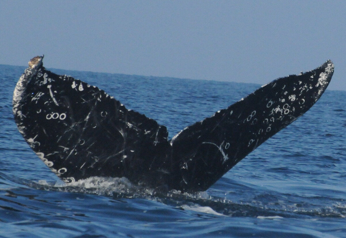 Fluke of CRC-11549