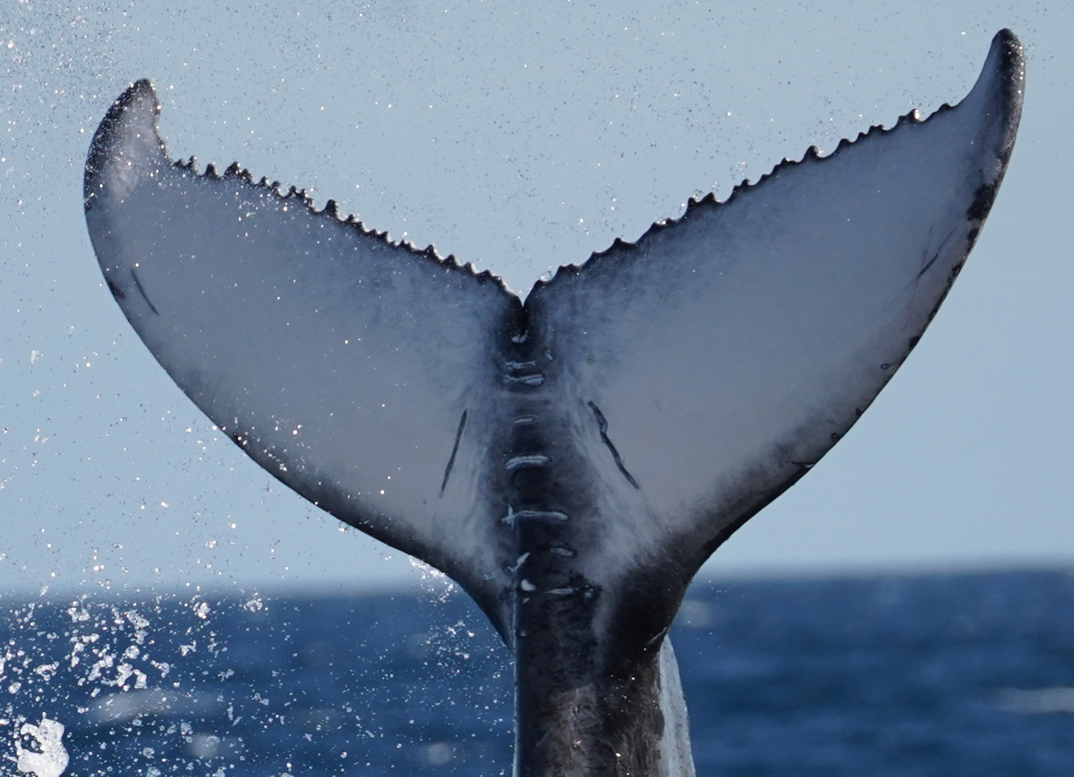 Fluke of 2024-2025 calf of HW-MN0310007