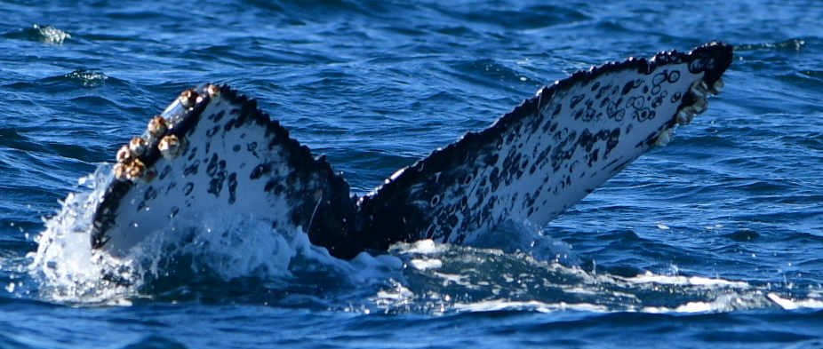 Fluke of HW-MN0524479