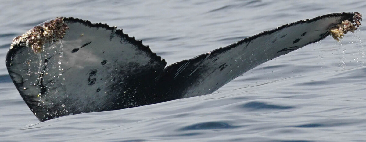 Fluke of HW-MN0524483