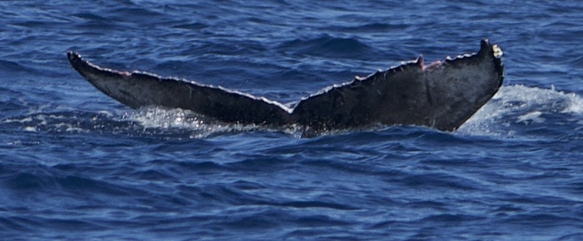 Fluke of HW-MN0524486