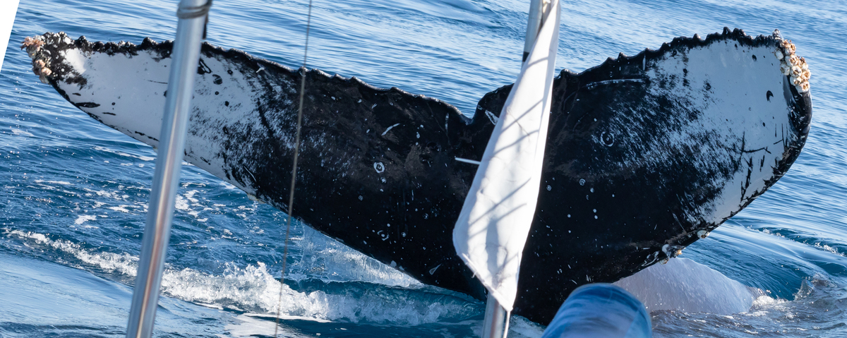 Fluke of HW-MN0524490