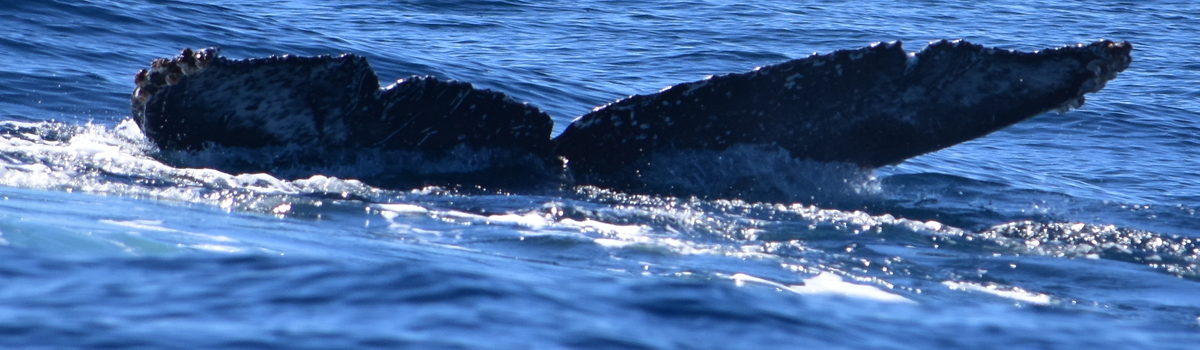 Fluke of HW-MN0524497