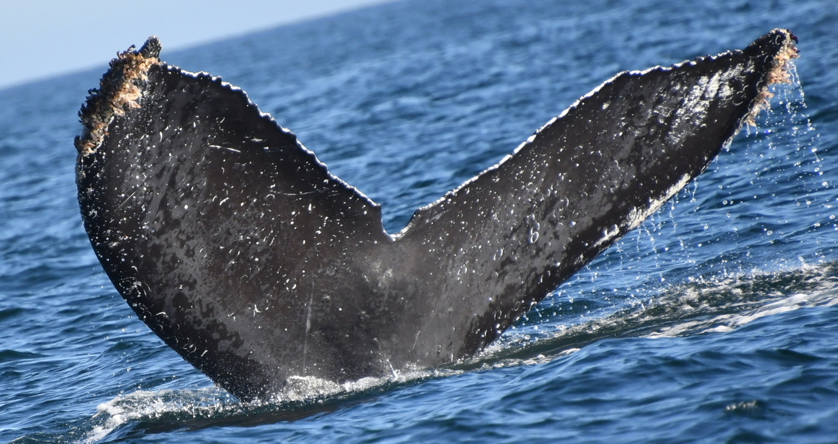 Fluke of HW-MN0524499